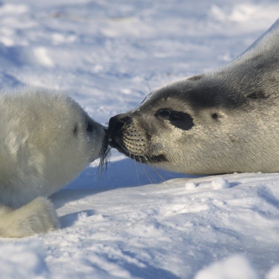 Interesting Facts About Harp Seals