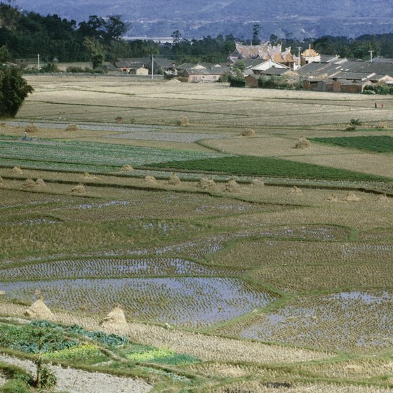 Heavy rains falling in Taiwan nourish rice paddies.