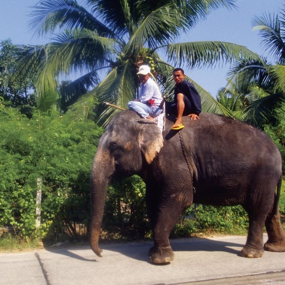 Riding an elephant is a popular tourist activity in Thailand.