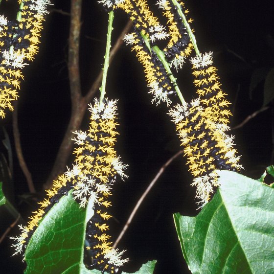 Caterpillars make Stanford University home in the spring months.
