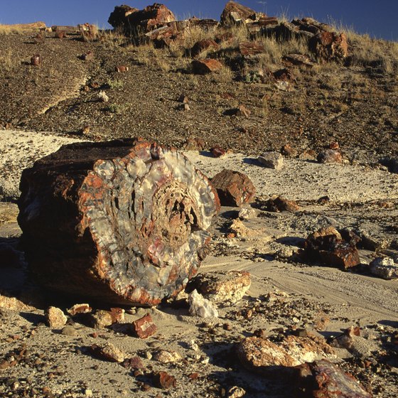 Holbrook and Winslow, Arizona, hotels are near Petrified Forest National Park.