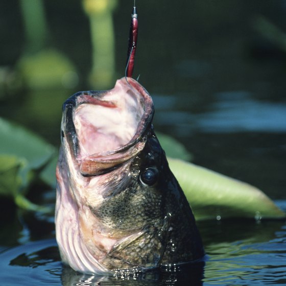 Toledo Bend's record largemouth bass, caught in 2000, weighed over 15 pounds.
