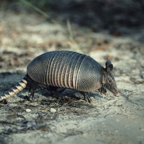 The nine-banded armadillo is a common sight across Texas.