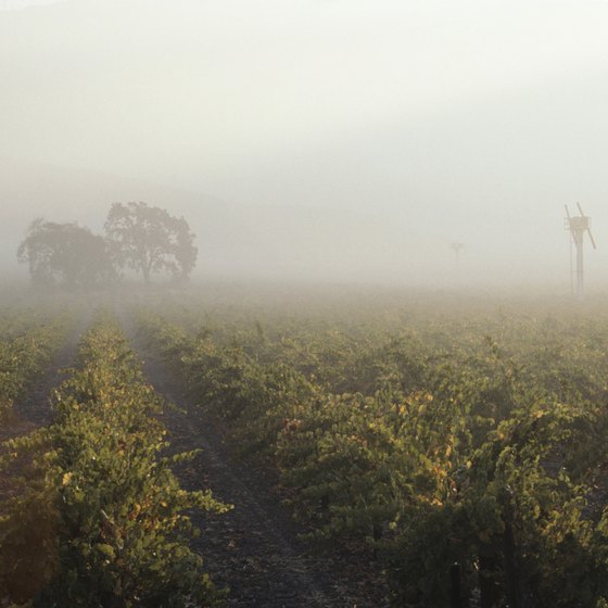 Mist in the Vineyards of Napa Valley