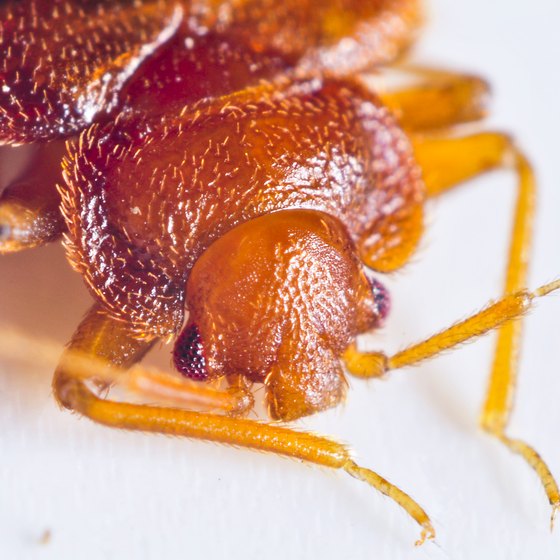 Bedbugs can cause rash and allergic reactions.