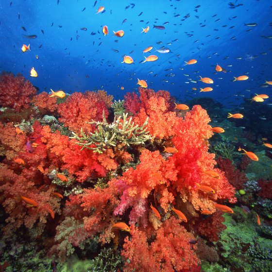 The shallow reefs off of Jupiter, Florida, home to hundreds of tropical fish, are easily accessible to snorkelers.