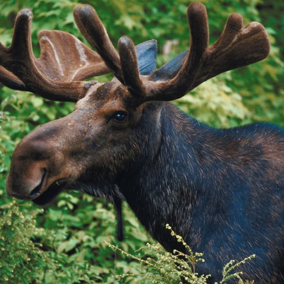 Backpackers in Michigan might glimpse bull moose.