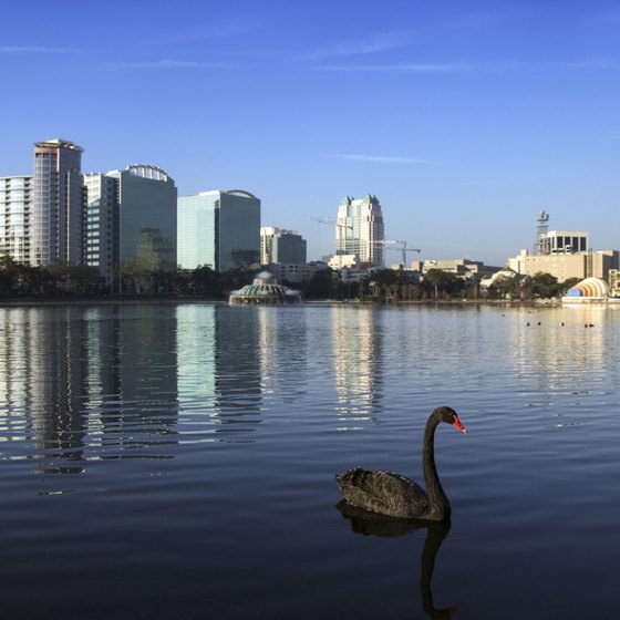 A black swan on Lake Eola with the Orlando skyline in the background.