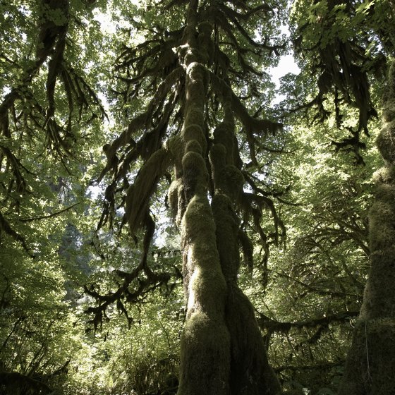 Towering, moss covered trees inhabit the Hoh Rain Forest.