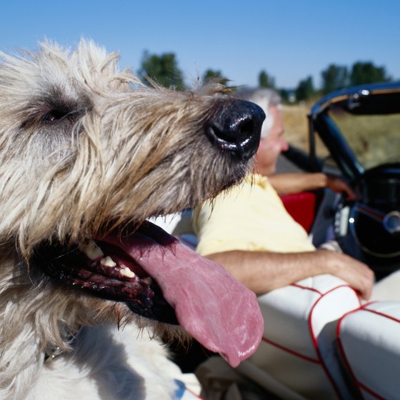 what to give dogs on long road trips