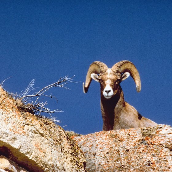 Desert bighorn are commonly seen peeking down from the rugged mountains around Lake Mead.