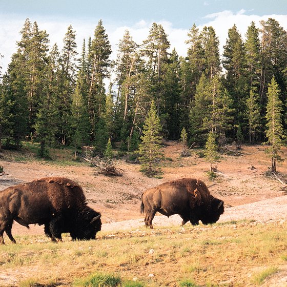 Bison still graze at Yellowstone National Park.