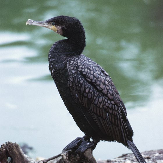 The great cormorant is rarely seen in the Philippines outside Paoay Lake, in the Ilocos region of Luzon Island.