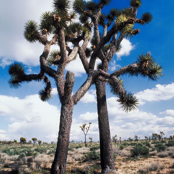 Bakersfield's desert climate, featuring Joshua trees similar to this one, is ideal for RV snowbirds.