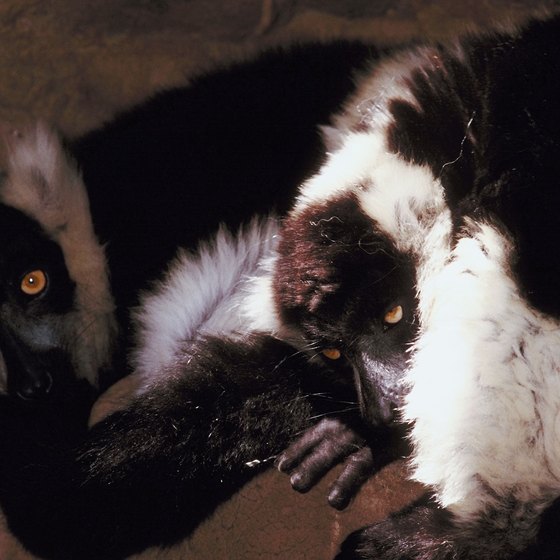 Seventy species of lemur are among the many draws of Madagascar.