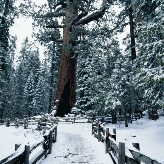The giant sequoias in the Mariposa Grove continue to awe visitors year-round.
