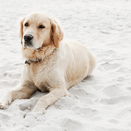 are dogs allowed on beach at ft desoto