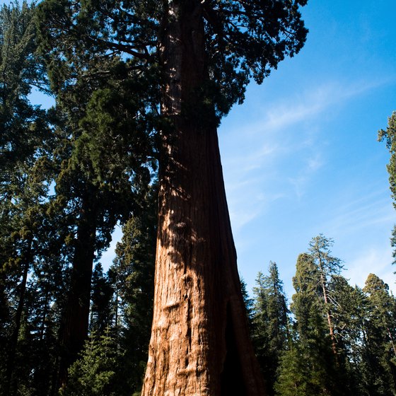 Riding the Sequoia Shuttle to see the giant trees helps the park cope with congestion and pollution.