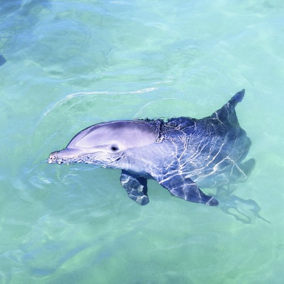 The Aqualand park offers swims with bottlenose dolphins.