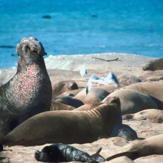 See elephant seals like these near San Simeon, California.