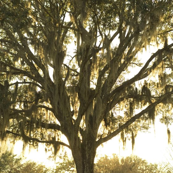Tallahassee live oak trees are draped in Spanish moss.