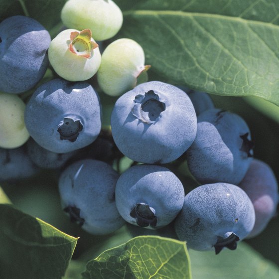Children and families can pick blueberries in Midland.