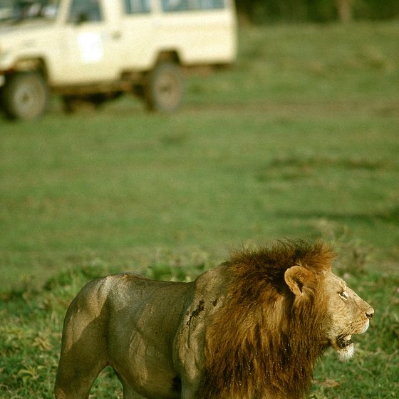 Going on safari is a can't-miss highlight of a Kenyan vacation.