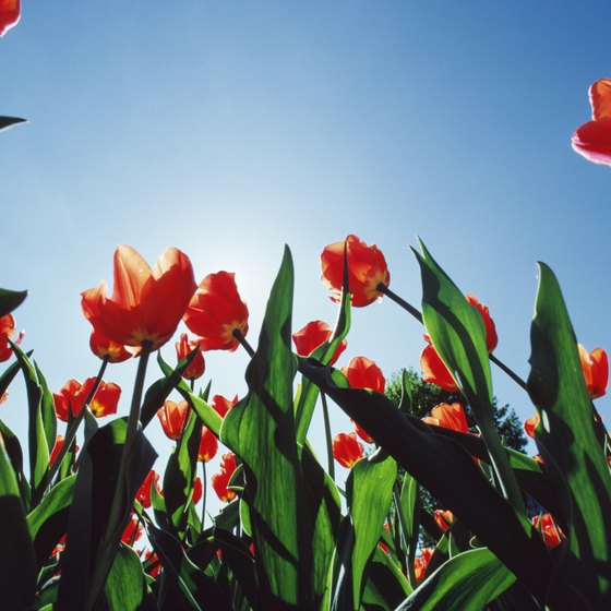 Pella's Tulip Time festival takes place each May.