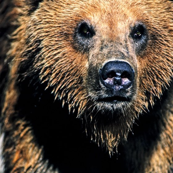 Grizzly bears are among the Greater Yellowstone Ecosystem's most famous inhabitants.