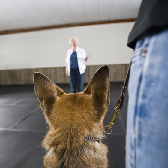 A trained service dog can help you travel comfortably and safely.