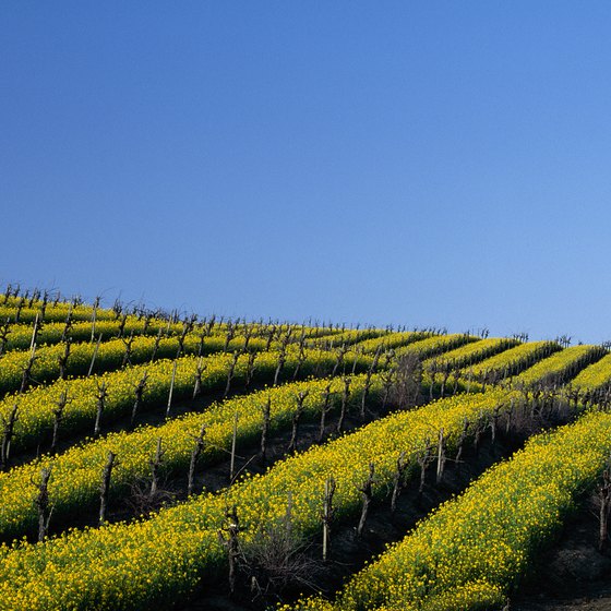 In spring before the grapevines leaf, the valley is covered with seas of yellow mustard flowers.