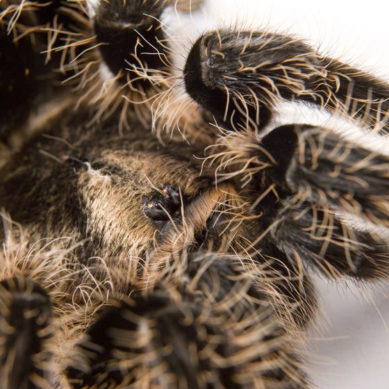 The hairs of a tarantula can irritate the soft tissue of the nose and throat when breathed in.