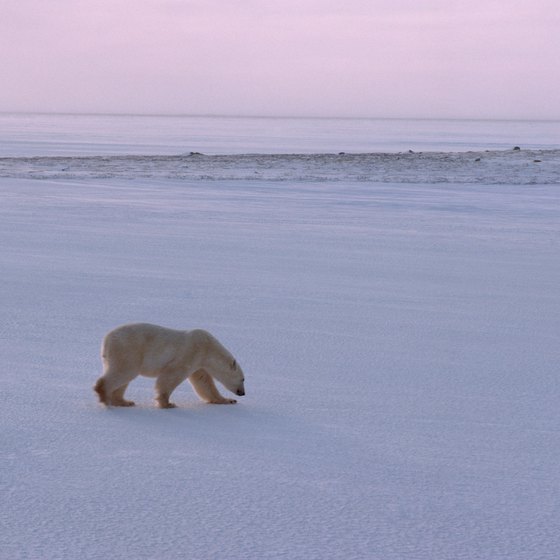 Polar bears are just some of the dangers when traveling to the North Pole.