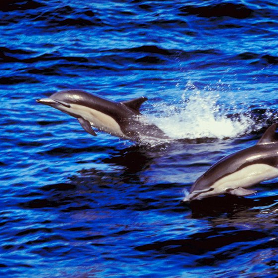 Dolphin-watching is a popular tourist activity on Marco Island.