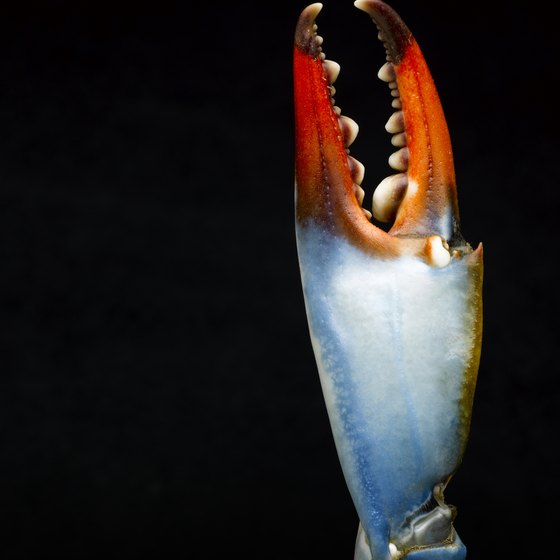 Female blue crabs have red-tipped claws.