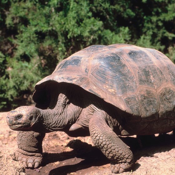 An educational cruise to the Galapagos Islands includes sightings of giant tortoises..