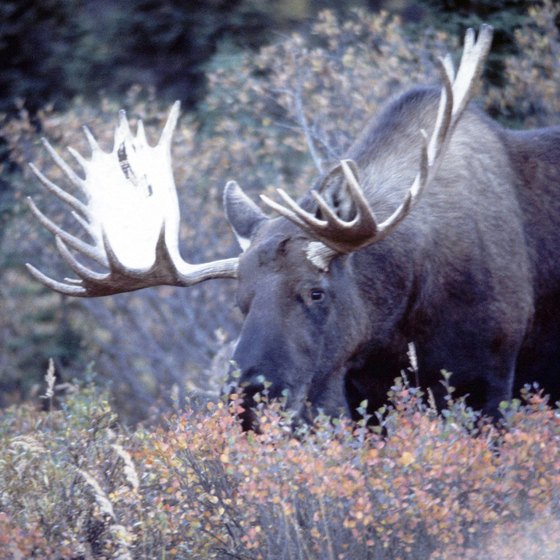 Hire a guide to help you find moose in Maine.