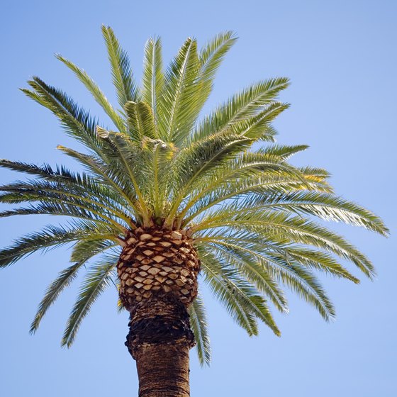 Relax under the shade of a palm tree at Keystone Beach.