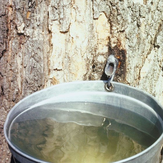 New Hampshire celebrates its mainstay, maple syrup, every spring.