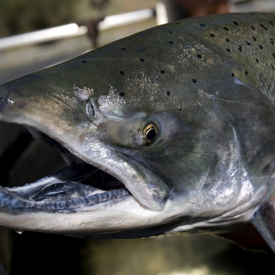 The Salmon River has yielded Chinook salmon weighing 45 pounds or more.