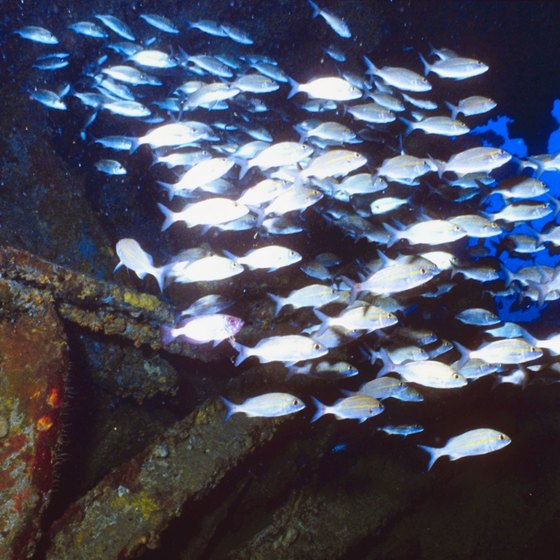 New England wrecks routinely attract sea life.