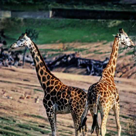 Kids of all ages can enjoy time at a zoo.