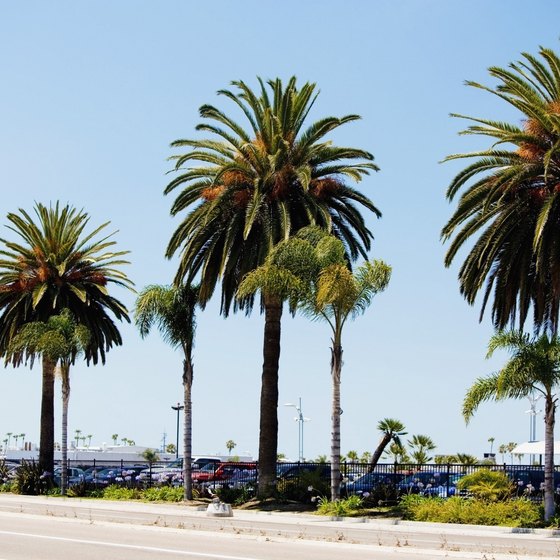 Palms lining a beach in San Diego, California