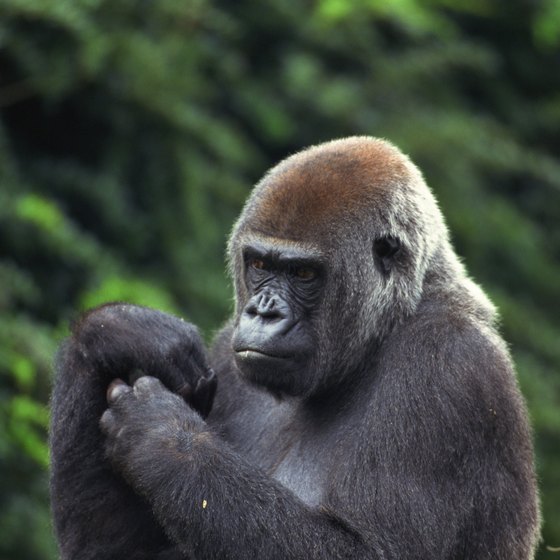 C.A.R. offers the chance to track western lowland gorillas.