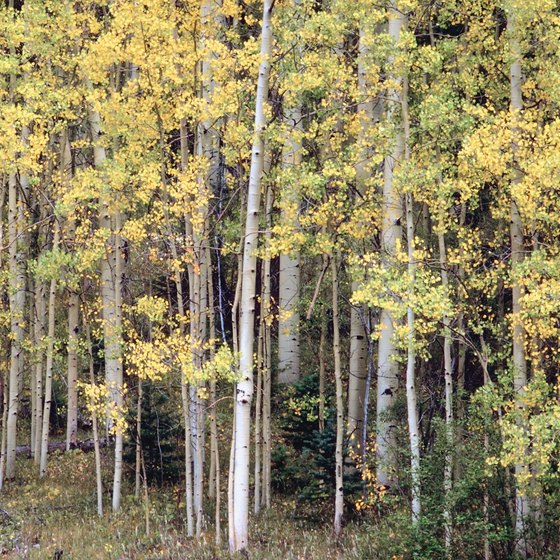 Hiking Guanella Pass takes you through groves of aspen.