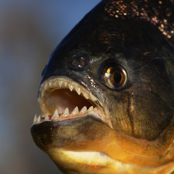 The Amazon River Basin is famous for its toothy piranhas.