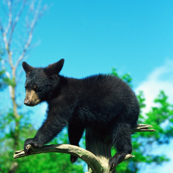 Northeastern Minnesota is home to a variety of wildlife, including black bear, moose and wolves.