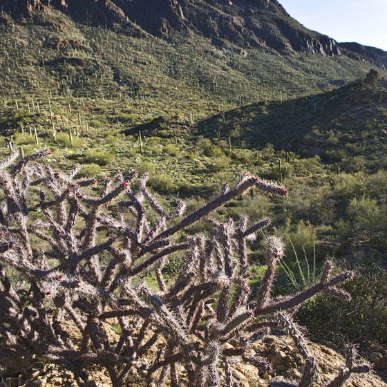 Primitive campgrounds in Arizona offer spectacular scenery and serenity.