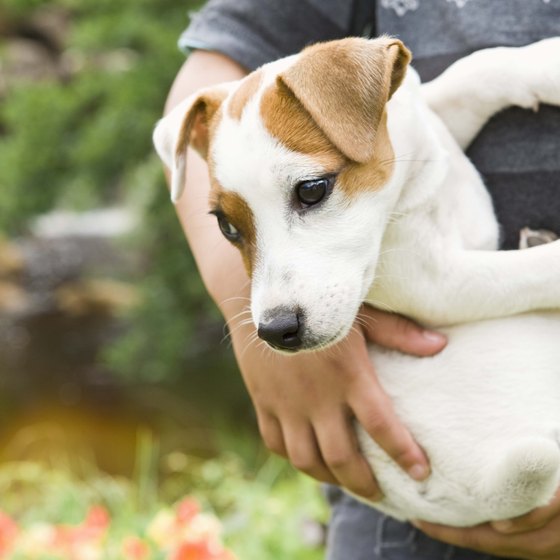 No need to leave your pet at home when they're welcome at the hotel.