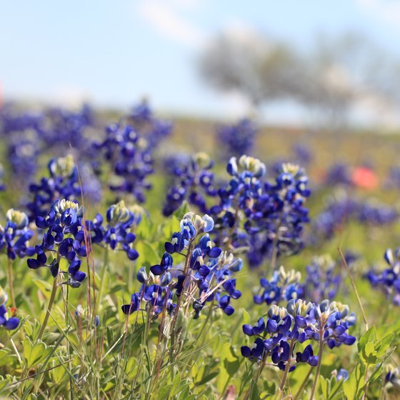 Bluebonnets, the Texas state flower, are plentiful in the Chappell Hill area in early April.